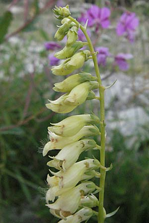 Digitalis lutea \ Gelber Fingerhut / Straw Foxgloves, Andorra Grau Roig 10.8.2006
