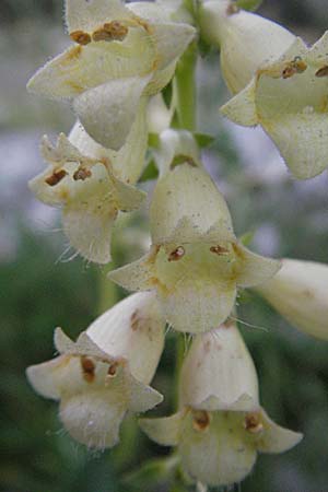 Digitalis lutea \ Gelber Fingerhut / Straw Foxgloves, Andorra Grau Roig 10.8.2006