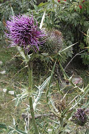 Cirsium vulgare ? \ Gewhnliche Kratzdistel, Lanzett-Kratzdistel / Spear Thistle, F Pyrenäen/Pyrenees, Prades 12.8.2006