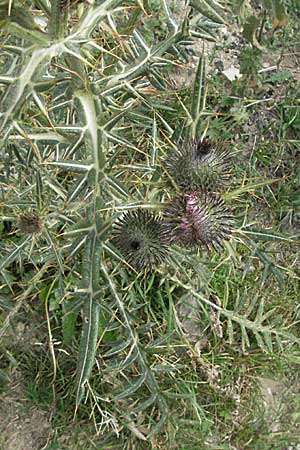 Cirsium vulgare ? \ Gewhnliche Kratzdistel, Lanzett-Kratzdistel / Spear Thistle, F Pyrenäen/Pyrenees, Prades 12.8.2006