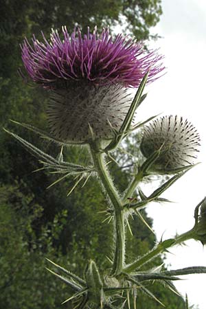 Cirsium eriophorum \ Wollkopf-Kratzdistel, Woll-Kratzdistel / Wooly Thistle, F Montsegur 15.8.2006