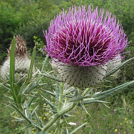 Cirsium eriophorum \ Wollkopf-Kratzdistel, Woll-Kratzdistel / Wooly Thistle, F Montsegur 15.8.2006