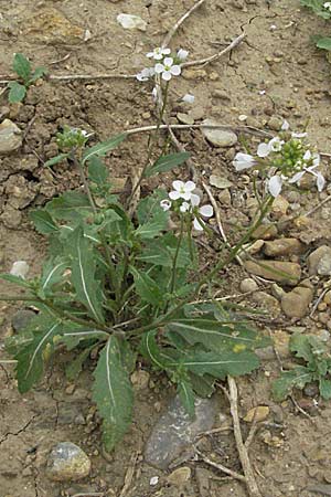 Diplotaxis erucoides \ Rauken-Doppelsame / White Wall Rocket, F Corbières, Talairan 13.5.2007