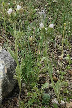 Carduus tenuiflorus \ Schmalkpfige Distel, F Corbières, Talairan 13.5.2007