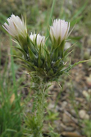Carduus tenuiflorus \ Schmalkpfige Distel, F Corbières, Talairan 13.5.2007