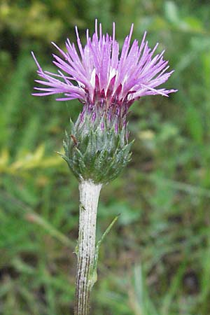 Carduus defloratus \ Alpen-Distel / Alpine Thistle, F Dept. Aveyron,  Tiergues 15.5.2007