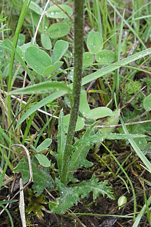 Carduus defloratus \ Alpen-Distel / Alpine Thistle, F Dept. Aveyron,  Tiergues 15.5.2007
