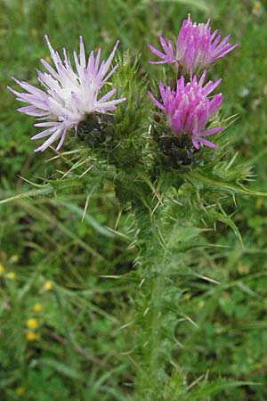 Carduus tenuiflorus \ Schmalkpfige Distel, F Severac-le-Chateau 16.5.2007