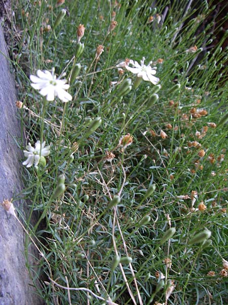 Silene saxifraga \ Steinbrech-Leimkraut, Karst-Leimkraut / Tufted Catchfly, F Pyren&auml;en/Pyrenees, Err 26.6.2008