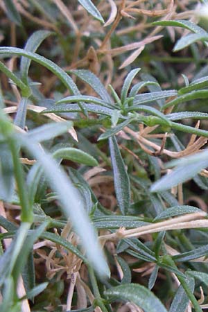 Silene saxifraga \ Steinbrech-Leimkraut, Karst-Leimkraut / Tufted Catchfly, F Pyren&auml;en/Pyrenees, Err 26.6.2008