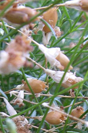 Silene saxifraga \ Steinbrech-Leimkraut, Karst-Leimkraut / Tufted Catchfly, F Pyren&auml;en/Pyrenees, Err 26.6.2008