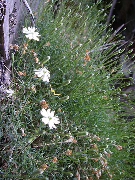 Silene saxifraga \ Steinbrech-Leimkraut, Karst-Leimkraut / Tufted Catchfly, F Pyren&auml;en/Pyrenees, Err 26.6.2008