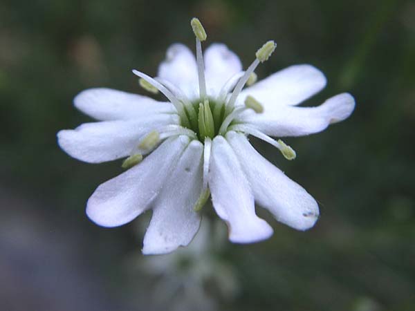 Silene saxifraga \ Steinbrech-Leimkraut, Karst-Leimkraut / Tufted Catchfly, F Pyren&auml;en/Pyrenees, Err 26.6.2008