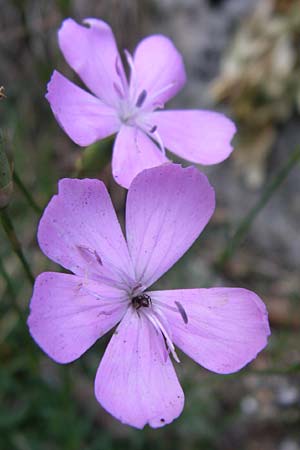 Dianthus sylvestris \ Stein-Nelke / Wood Pink, F Pyrenäen/Pyrenees, Aude - Schlucht / Gorge 27.6.2008