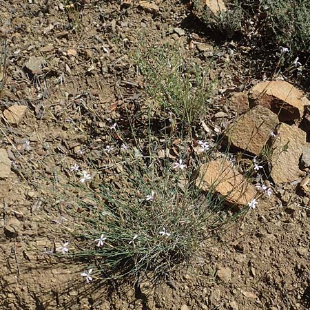 Dianthus pyrenaicus \ Pyren&auml;en-Nelke / Pyrenean Pink, F Pyren&auml;en/Pyrenees, Molitg-les-Bains 23.7.2018