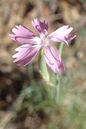 Dianthus pyrenaicus \ Pyren&auml;en-Nelke / Pyrenean Pink, F Pyren&auml;en/Pyrenees, Molitg-les-Bains 23.7.2018