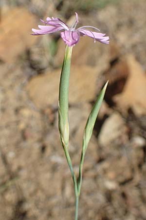Dianthus pyrenaicus \ Pyren&auml;en-Nelke / Pyrenean Pink, F Pyren&auml;en/Pyrenees, Molitg-les-Bains 23.7.2018