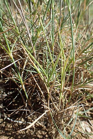 Dianthus pyrenaicus \ Pyren&auml;en-Nelke / Pyrenean Pink, F Pyren&auml;en/Pyrenees, Molitg-les-Bains 23.7.2018