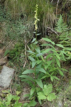 Digitalis lutea \ Gelber Fingerhut / Straw Foxgloves, F Pyrenäen/Pyrenees, Canigou 24.7.2018