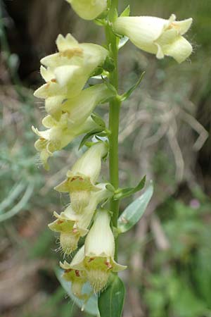Digitalis lutea \ Gelber Fingerhut / Straw Foxgloves, F Pyrenäen/Pyrenees, Canigou 24.7.2018