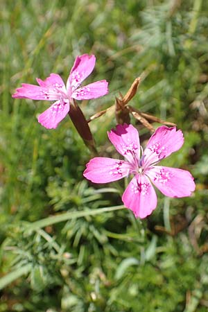 Dianthus deltoides \ Heide-Nelke / Maiden Pink, F Pyrenäen/Pyrenees, Col de Mantet 28.7.2018