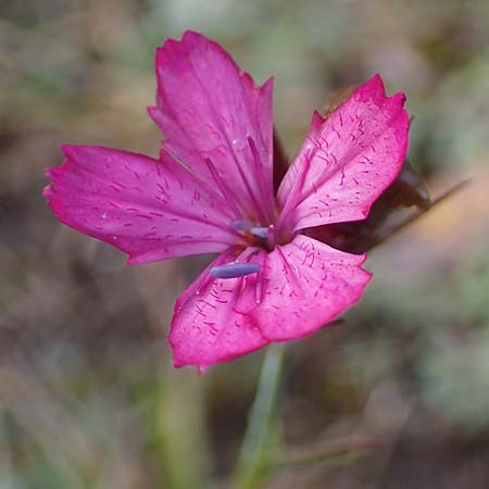 Dianthus gratianopolitanus \ Pfingst-Nelke / Cheddar Pink, F Bonneval-sur-Arc 6.10.2021