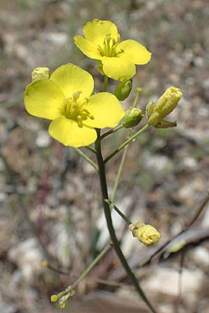 Diplotaxis tenuifolia \ Schmalblttriger Doppelsame, Ruccola / Perennial Wall Rocket, F Lagnes 3.5.2023