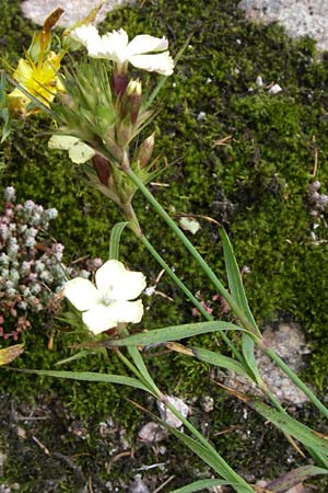 Dianthus knappii \ Schwefel-Nelke, Balkan-Nelke / Yellow Pink, F Vogesen/Vosges, Botan. Gar.  Haut Chitelet 5.8.2008