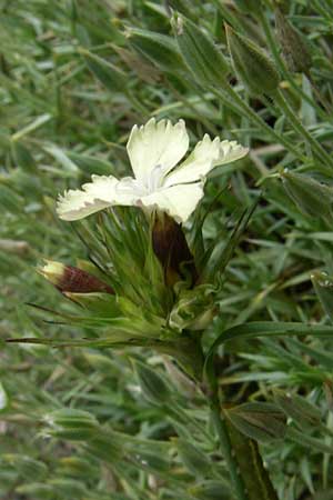Dianthus knappii \ Schwefel-Nelke, Balkan-Nelke / Yellow Pink, F Vogesen/Vosges, Botan. Gar.  Haut Chitelet 5.8.2008