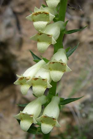 Digitalis lutea, Straw Foxgloves Digitalis lutea, Straw Foxgloves