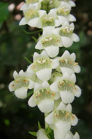 Digitalis lutea \ Gelber Fingerhut / Straw Foxgloves, F Saint-Guilhem-le-Desert 1.6.2009