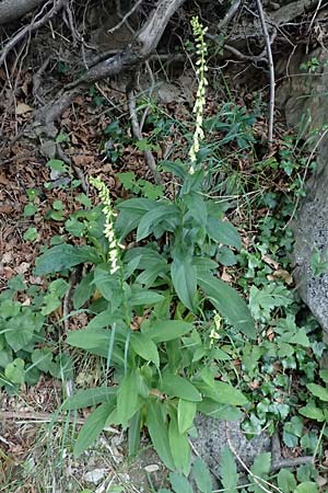Digitalis lutea \ Gelber Fingerhut / Straw Foxgloves, F Tende 18.5.2026