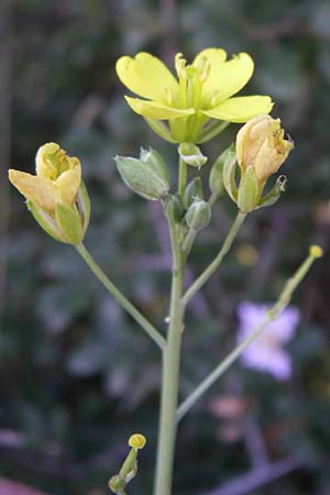 Diplotaxis tenuifolia \ Schmalblttriger Doppelsame, Ruccola / Perennial Wall Rocket, F Greoux-les-Bains 23.6.2008