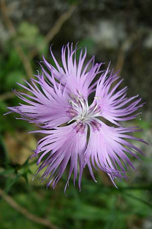 Dianthus monspessulanus \ Montpellier-Nelke / White Cluster, F Pyren&auml;en/Pyrenees, Aude - Schlucht / Gorge 27.6.2008