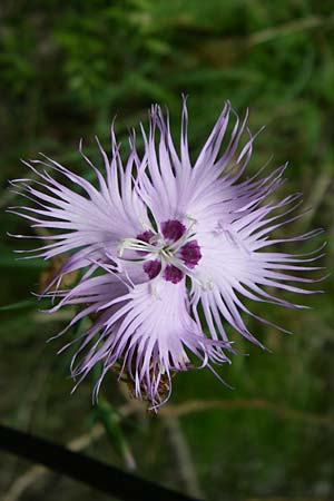 Dianthus monspessulanus \ Montpellier-Nelke / White Cluster, F Pyren&auml;en/Pyrenees, Aude - Schlucht / Gorge 27.6.2008