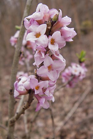 Daphne mezereum \ Seidelbast / Mezereon, F Erstein 16.3.2013