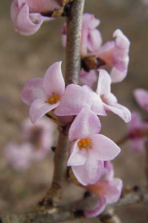 Daphne mezereum \ Seidelbast / Mezereon, F Erstein 16.3.2013