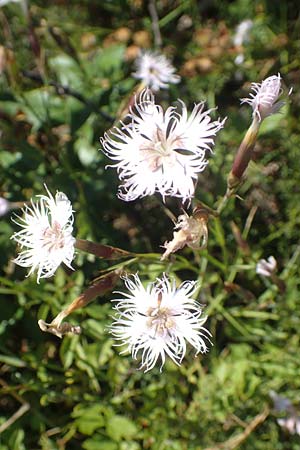 Dianthus monspessulanus \ Montpellier-Nelke / White Cluster, F Pyren&auml;en/Pyrenees, Sougia 23.7.2018