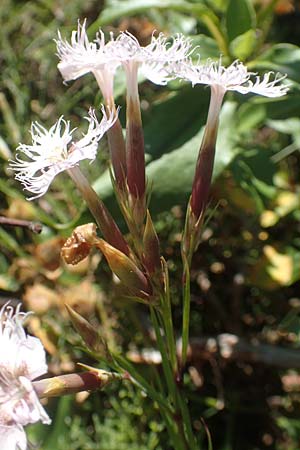 Dianthus monspessulanus \ Montpellier-Nelke / White Cluster, F Pyren&auml;en/Pyrenees, Sougia 23.7.2018