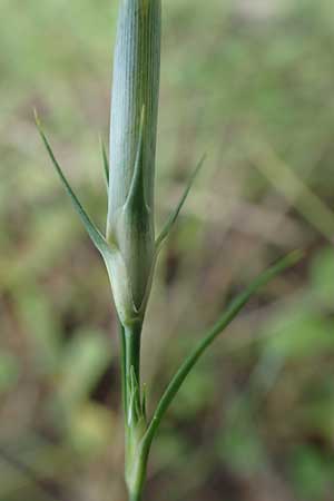 Dianthus monspessulanus \ Montpellier-Nelke / White Cluster, F Pyren&auml;en/Pyrenees, Segre - Schlucht / Gorge 2.8.2018