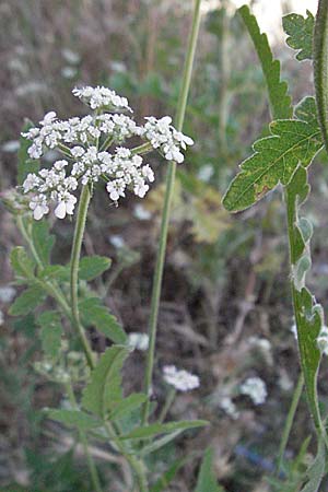 Torilis arvensis \ Acker-Klettenkerbel / Spreading Hedge Parsley, F S. Gilles 7.6.2006