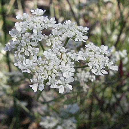 Torilis arvensis \ Acker-Klettenkerbel / Spreading Hedge Parsley, F S. Gilles 7.6.2006