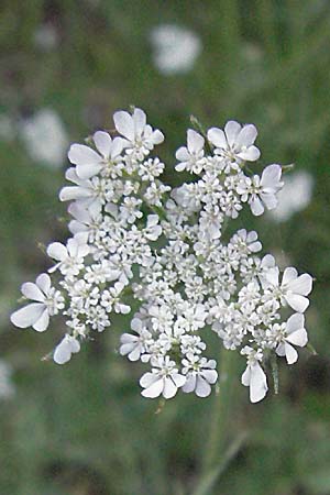 Torilis japonica \ Gewhnlicher Klettenkerbel / Upright Hedge Parsley, F Causse du Larzac 7.6.2006