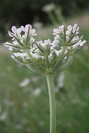 Torilis japonica \ Gewhnlicher Klettenkerbel / Upright Hedge Parsley, F Causse du Larzac 7.6.2006