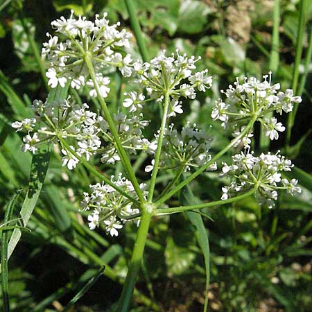 Conopodium majus \ Franzsische Erdkastanie / Pignut, F Mont Aigoual 8.6.2006