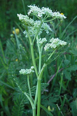 Meum athamanticum \ Brwurz / Spignel, F Mont Aigoual 8.6.2006