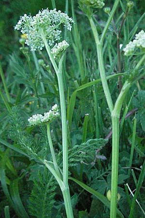 Meum athamanticum \ Brwurz / Spignel, F Mont Aigoual 8.6.2006