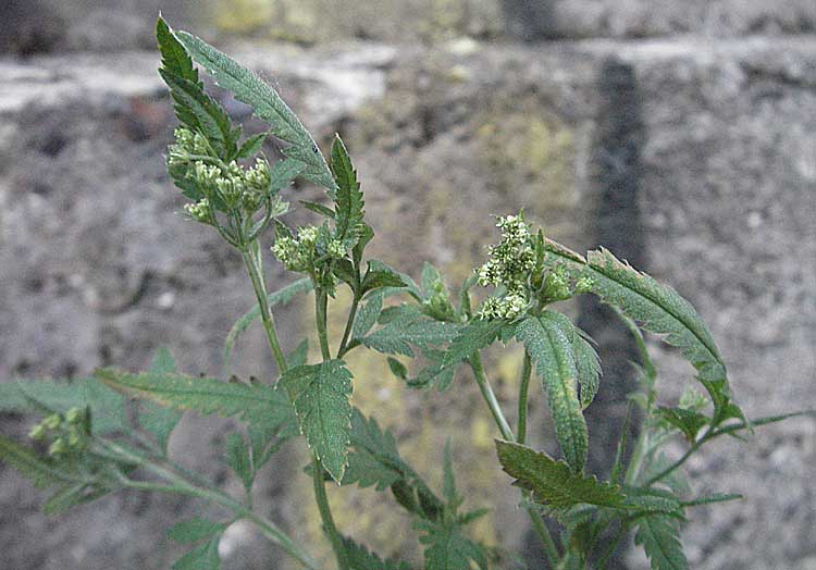 Torilis japonica \ Gewhnlicher Klettenkerbel / Upright Hedge Parsley, F Valleraugue 8.6.2006