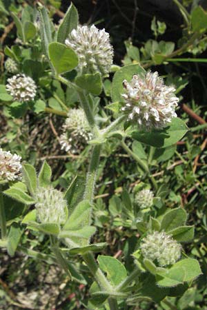 Lotus rectus \ Aufrechter Backenklee, F Mouries 9.6.2006