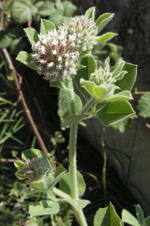 Lotus rectus \ Aufrechter Backenklee, F Mouries 9.6.2006